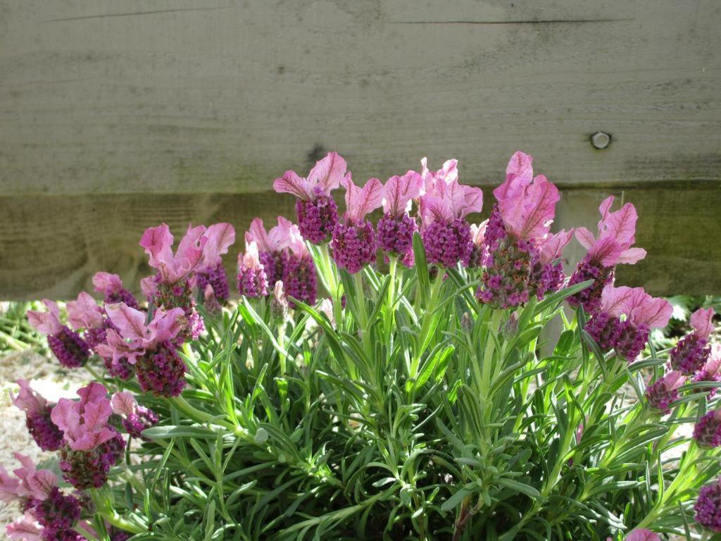 Вилла Un Figuier Dans Notre Jardin Beaune-la-Rolande Номер фото