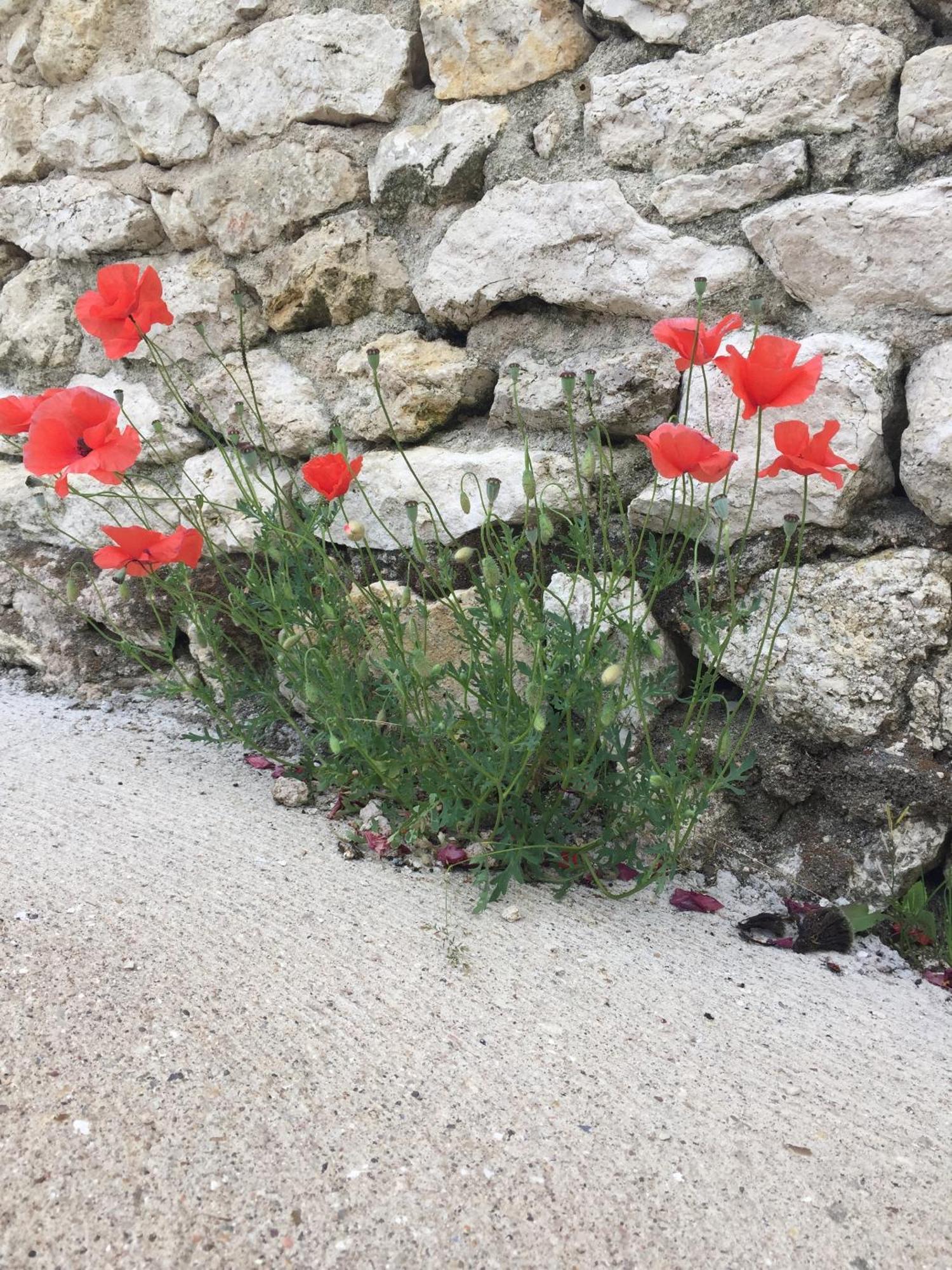 Вилла Un Figuier Dans Notre Jardin Beaune-la-Rolande Номер фото
