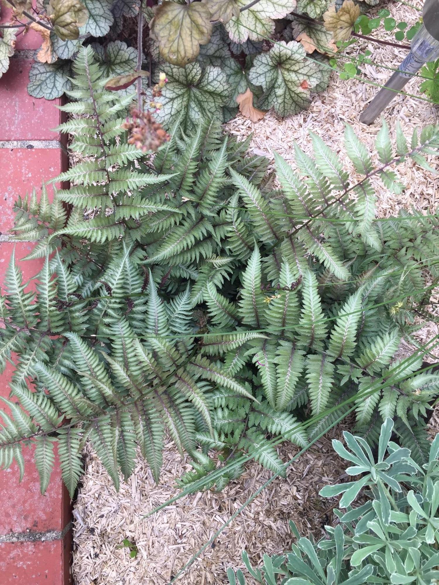 Вилла Un Figuier Dans Notre Jardin Beaune-la-Rolande Экстерьер фото